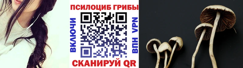 Купить где  Усмань  Псилоцибиновые грибы Psilocybine cubensis 
